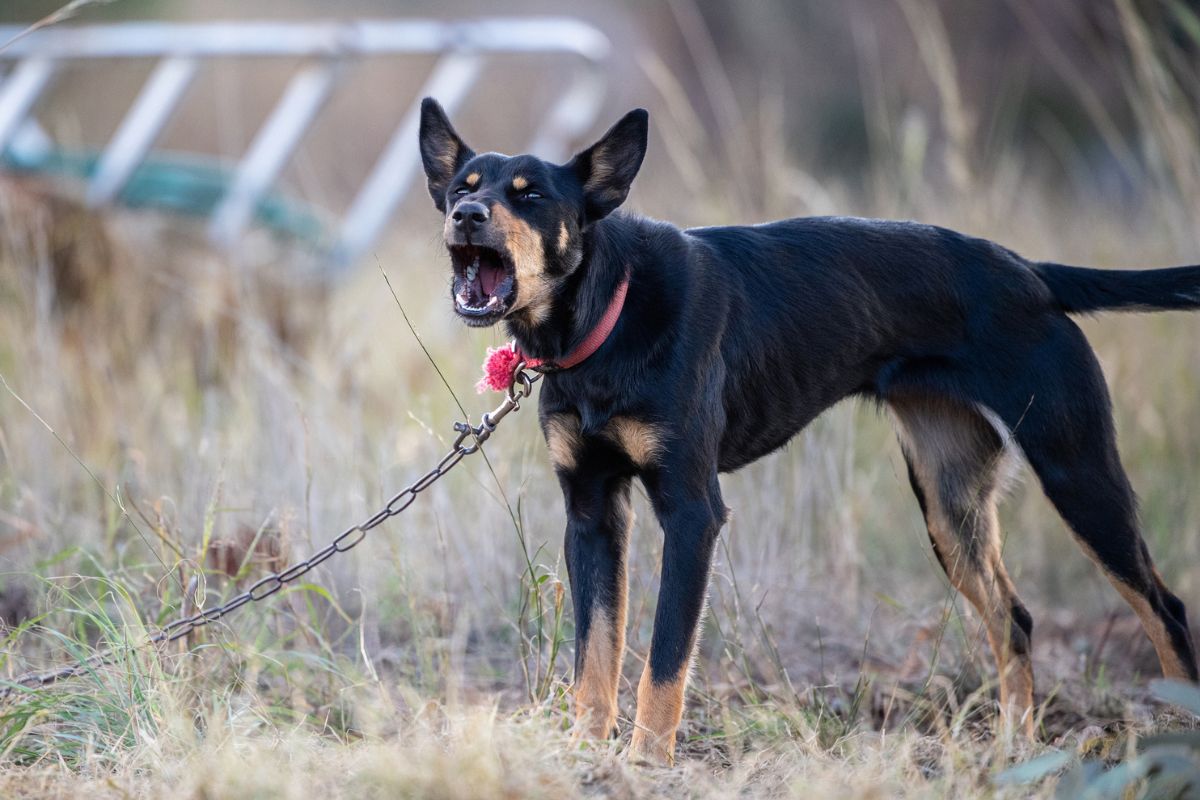 Assembleia de SP aprova projeto de lei que proíbe animais acorrentados