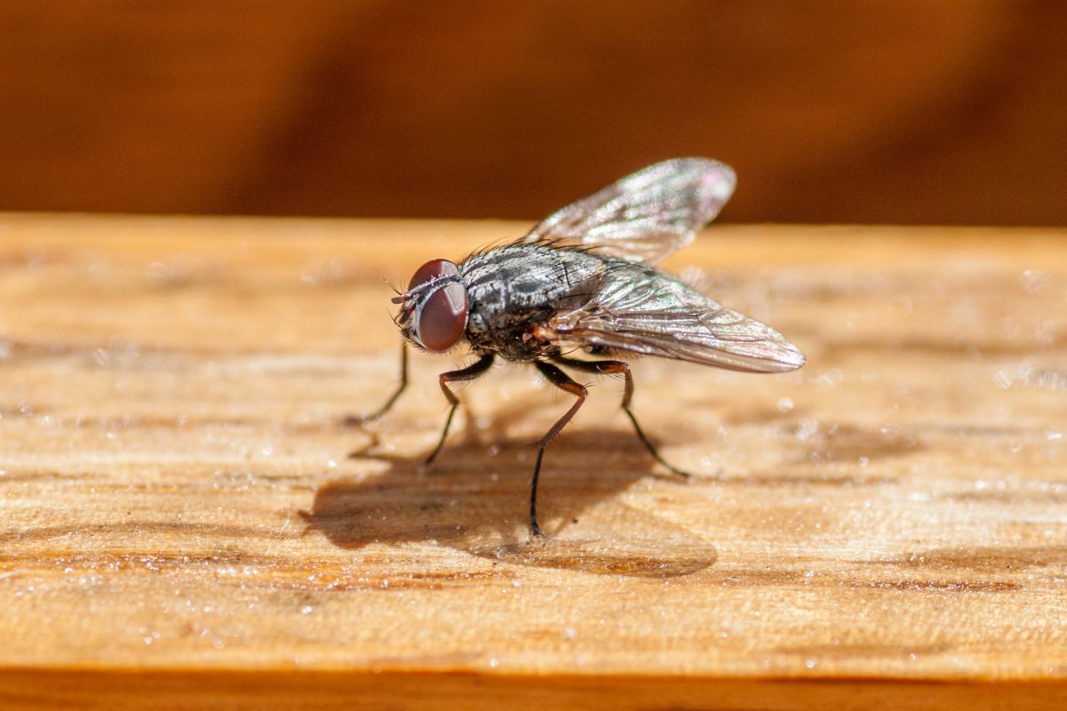 Saiba por que os EUA criam moscas geneticamente modificadas no México