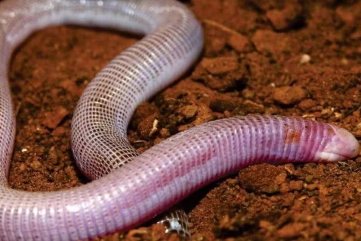 Cobra-de-duas-cabeças: nova espécie de réptil é descoberta na Bahia