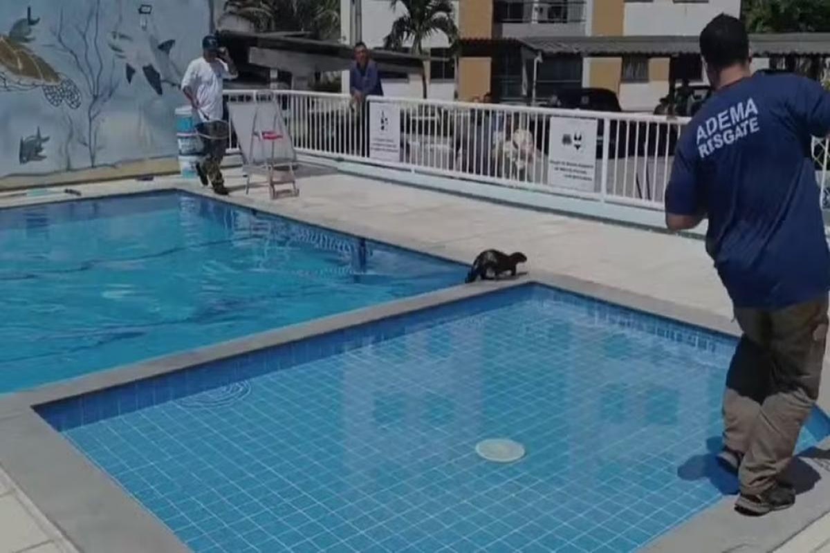 Lontra fujona invade condomínio e dá trabalho para resgate