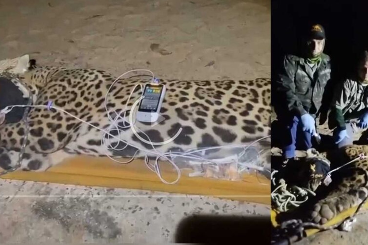 Onça que devorou caseiro é capturada no Pantanal; macho pesa 94 kg