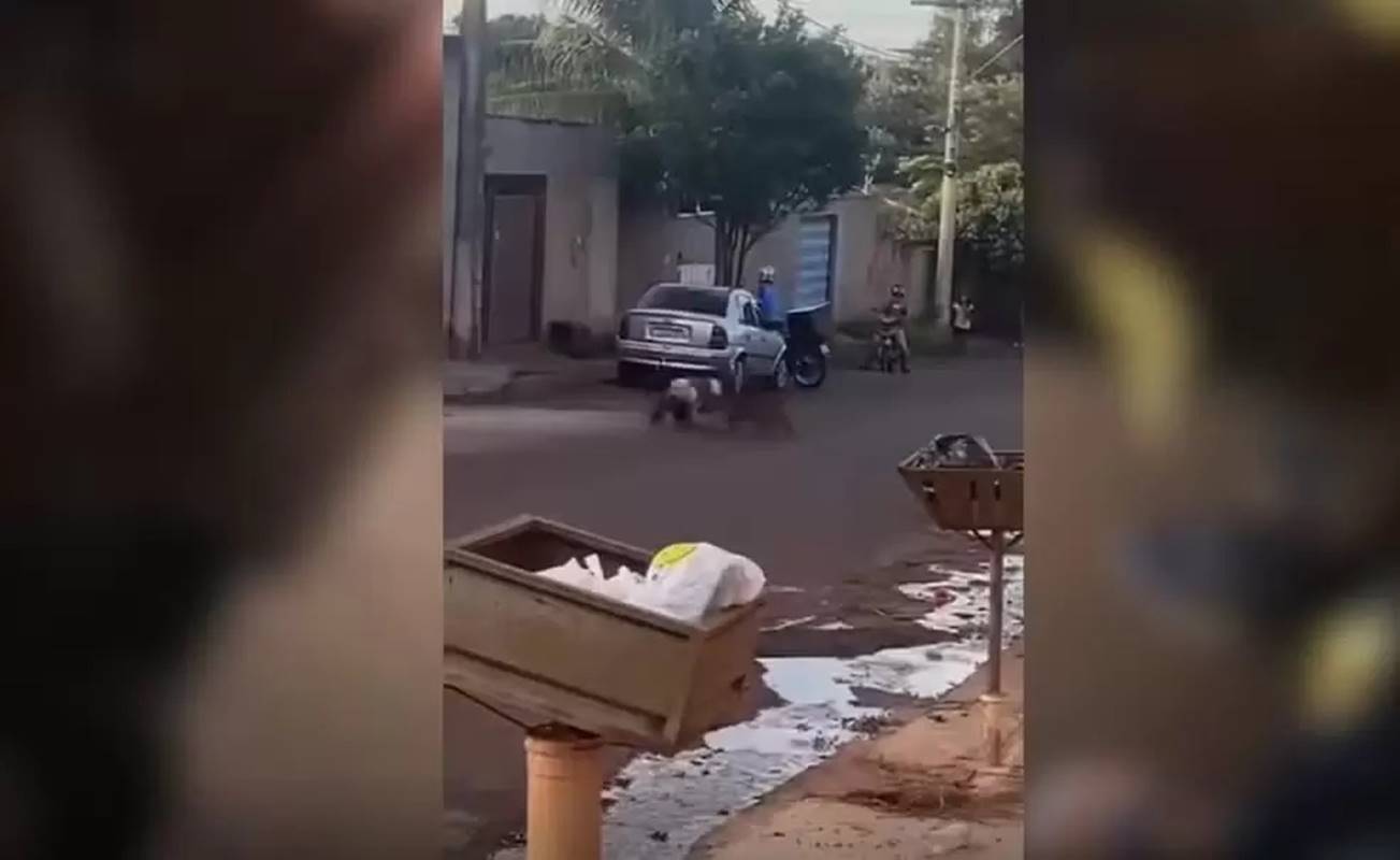 Vídeo. Após atacar tutor, pit-bull foge de casa e mata cães na rua