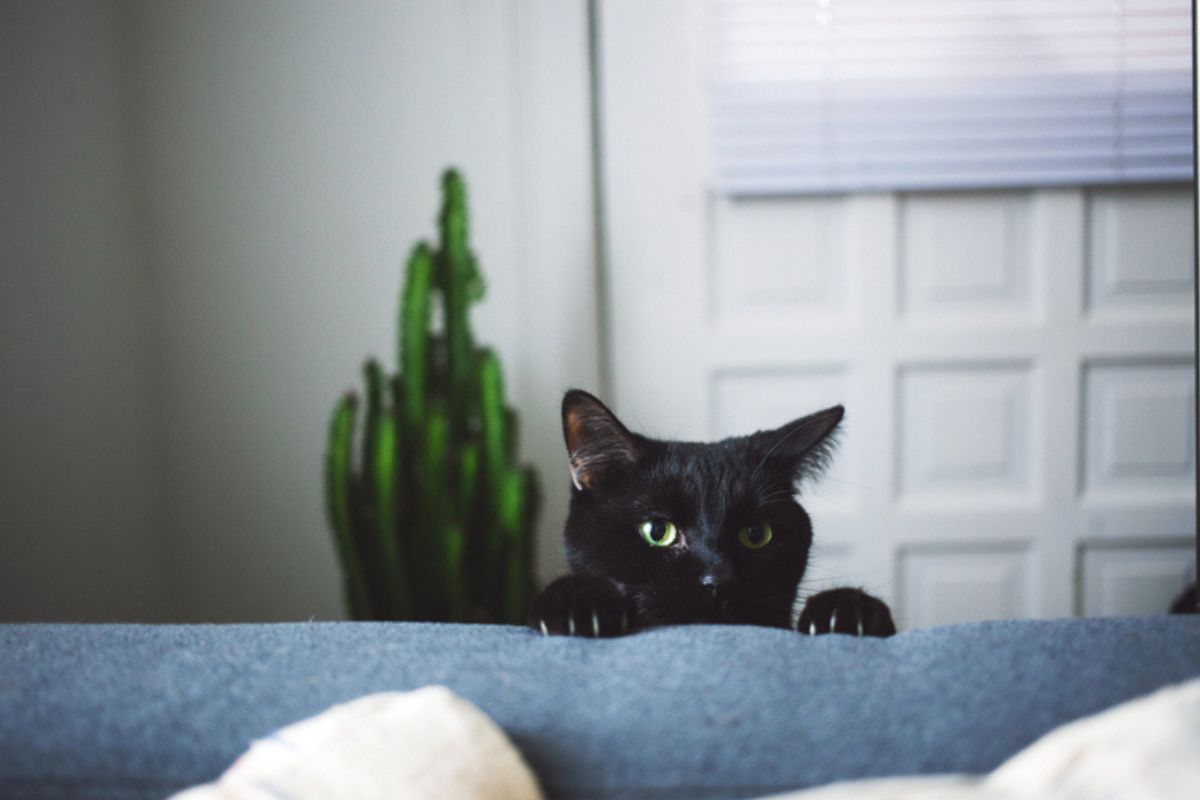 Saiba o que seu gato “quer dizer” quando te segue pela casa