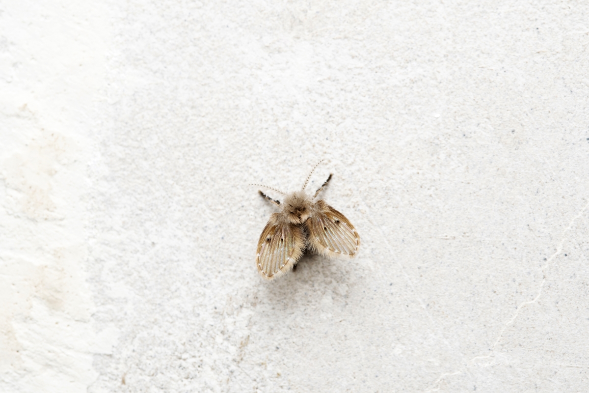 Como surgem as mosquinhas de banheiro? Saiba como se livrar delas