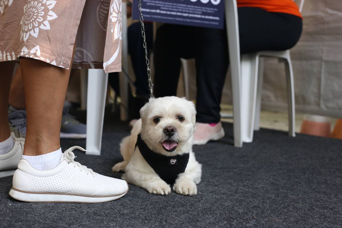 Prefeitura de SP oferece microchip e vacina para animais neste sábado