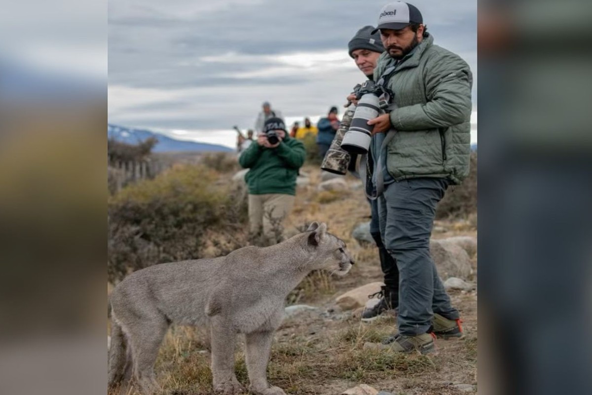 Brasileiro fica de frente com puma em expedição na Patagônia. Vídeo