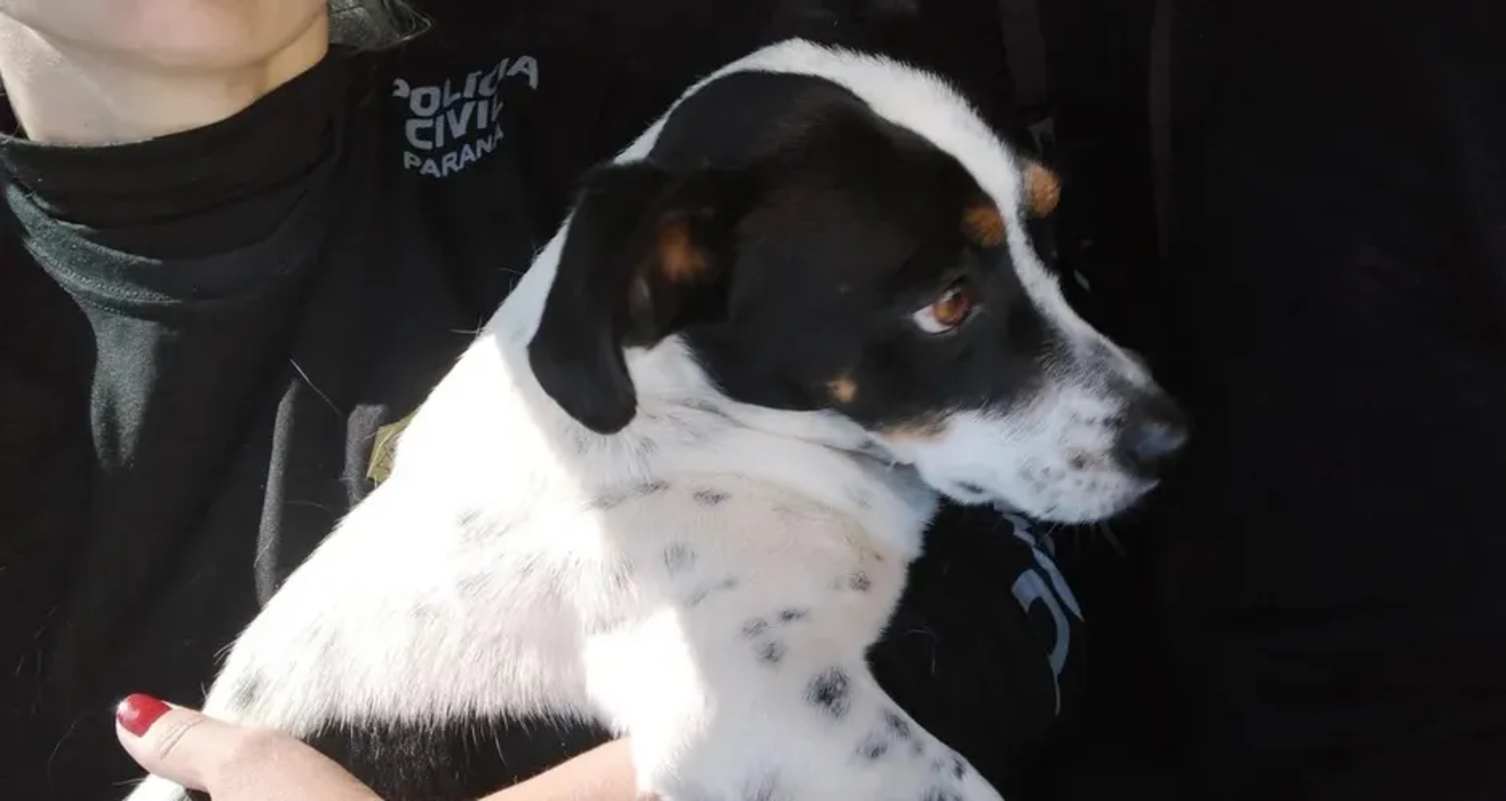 Cão será indenizado após ganhar processo contra tutor por maus-tratos