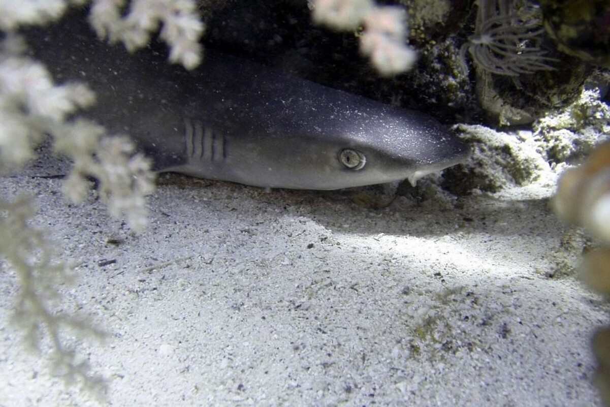 Turista é mordida por tubarão durante mergulho em Fernando de Noronha