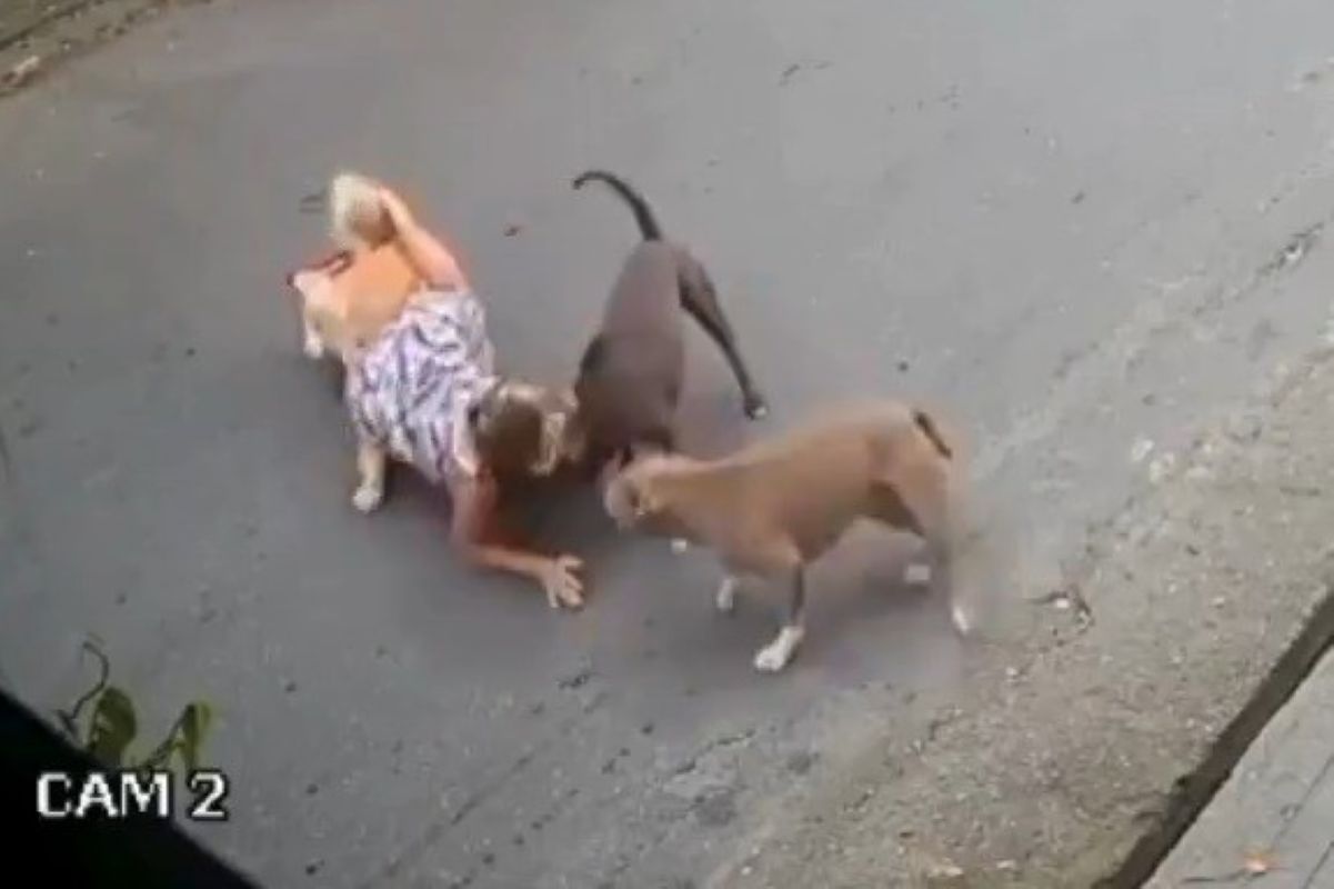 Mulher grávida cai no meio da rua para evitar briga de cães. Vídeo