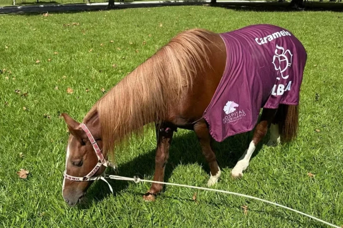 Cavalo Caramelo ganhará santuário para viver livre em universidade