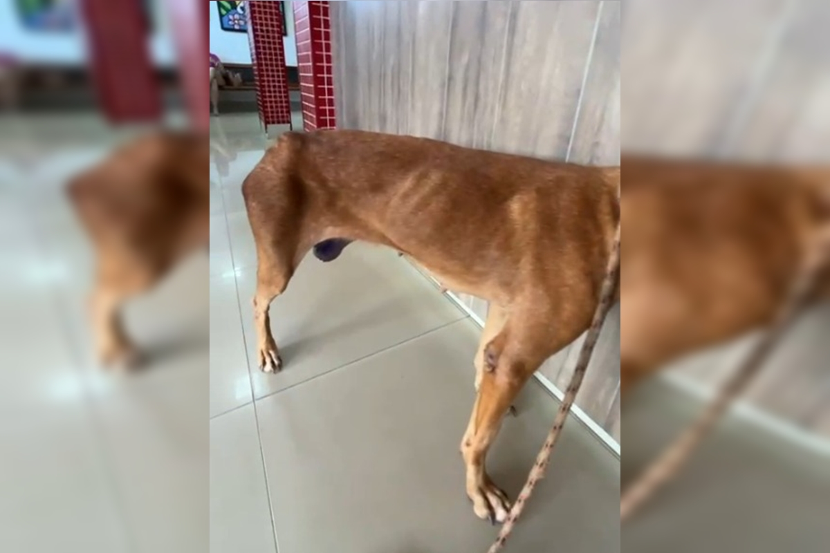 Vídeo: sem anestesia, homem amputa pata de cadela com faca e tesoura