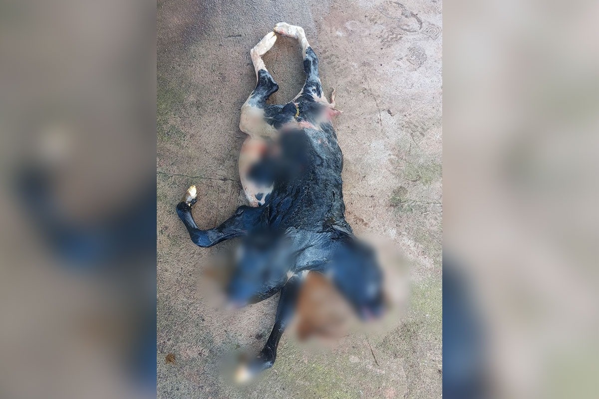 Bezerra nasce com 2 cabeças e rabo bipartido em Rondônia; vídeo