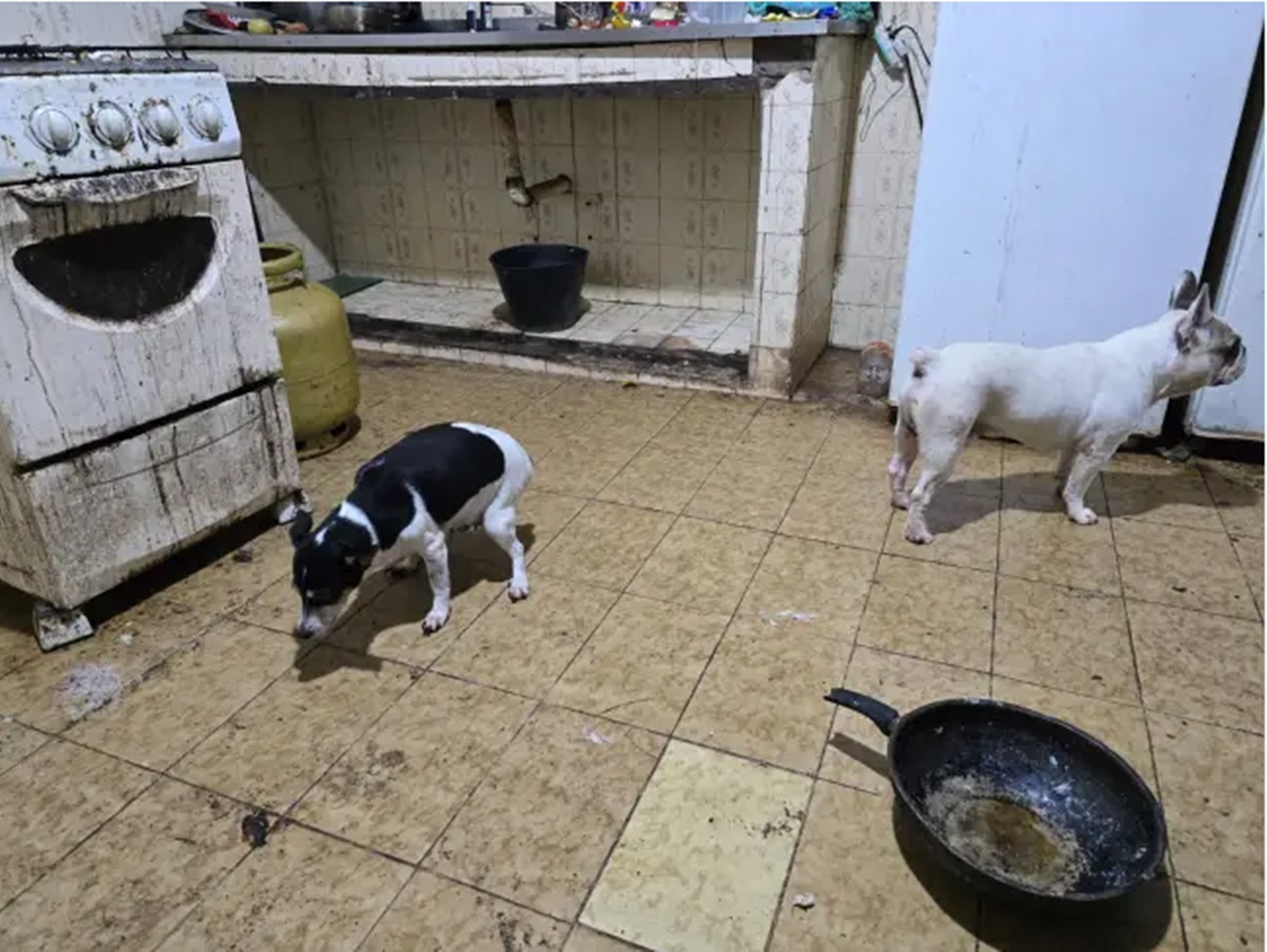 Vídeo: veja como “médico macabro” mantinha cães congelados em freezer
