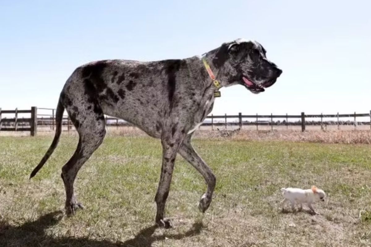 cães recordistas