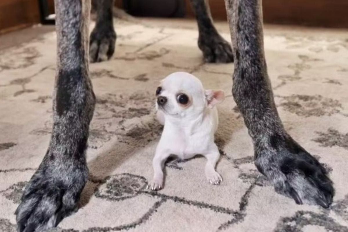 cães recordistas
