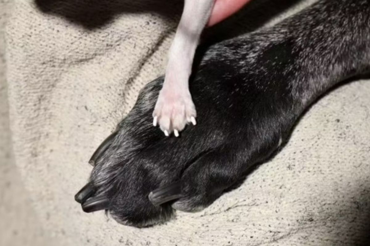 cães recordistas