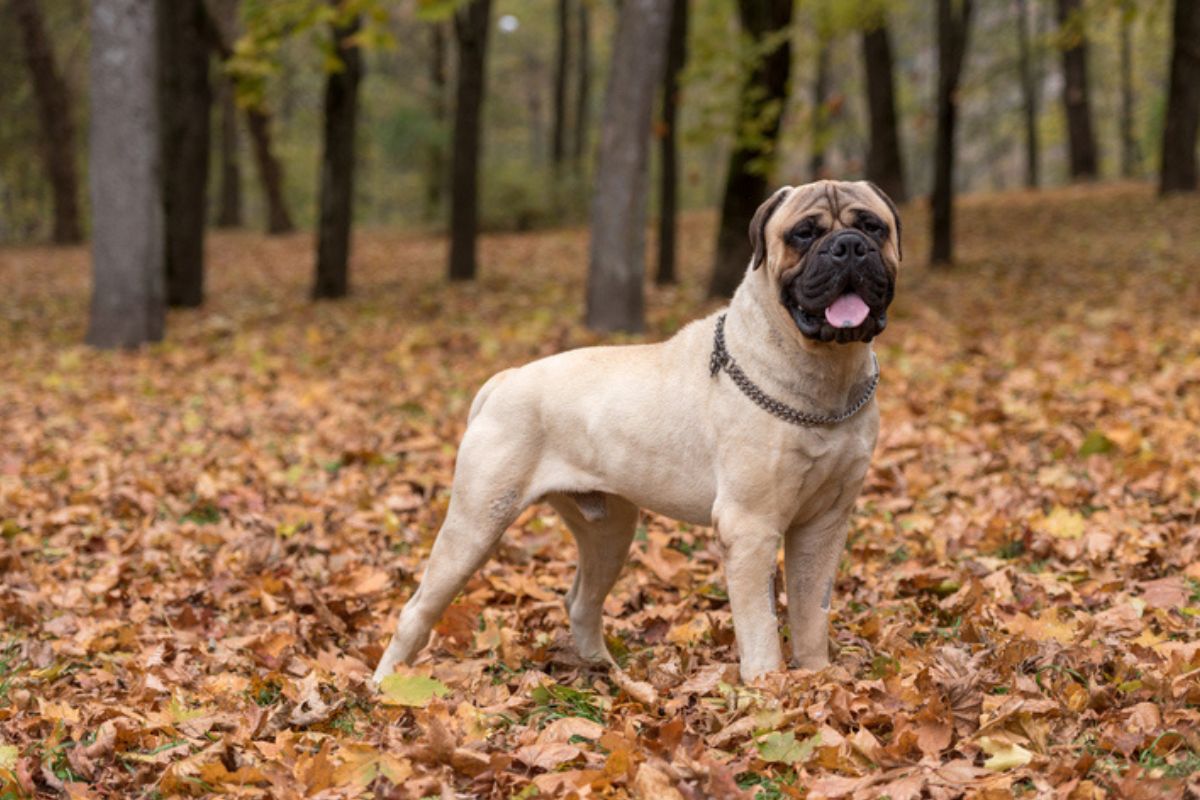 Imagem colorida de cachorro da raça de bullmastiff
