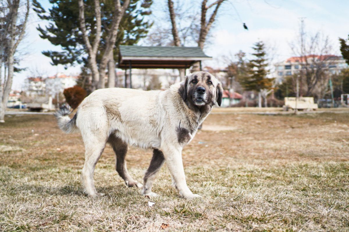 Imagem colorida de cachorro da raça kengall, andando