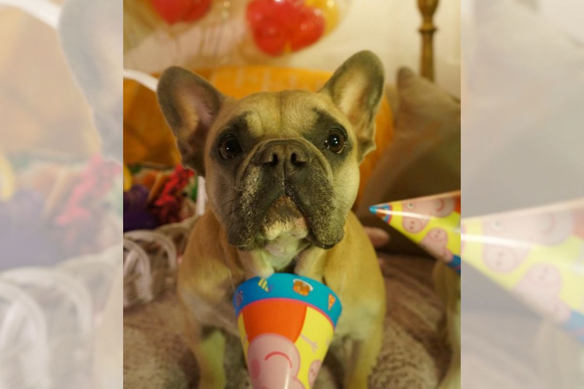 o segundo cachorro da lady gaga
