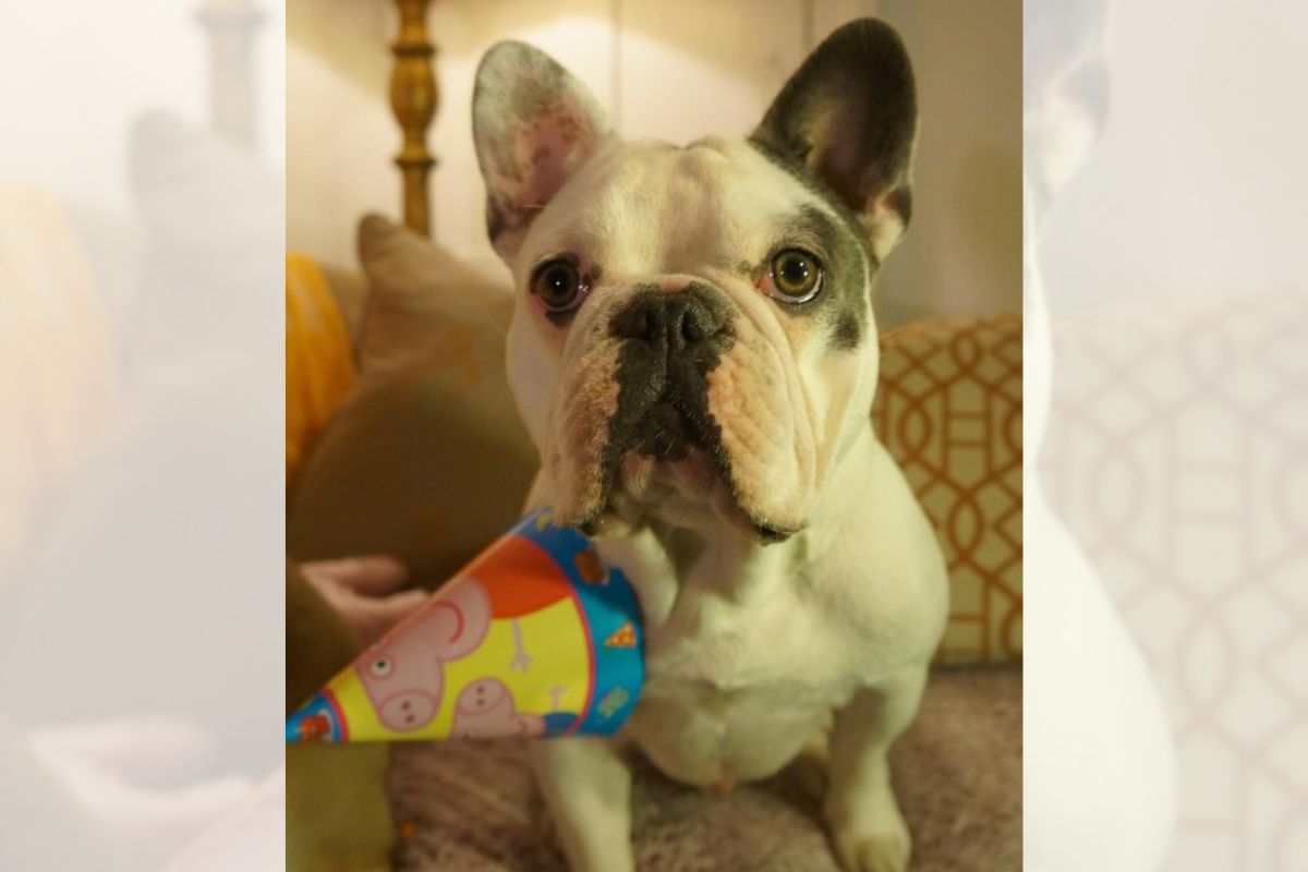 o cachorro mais novo da lady gaga