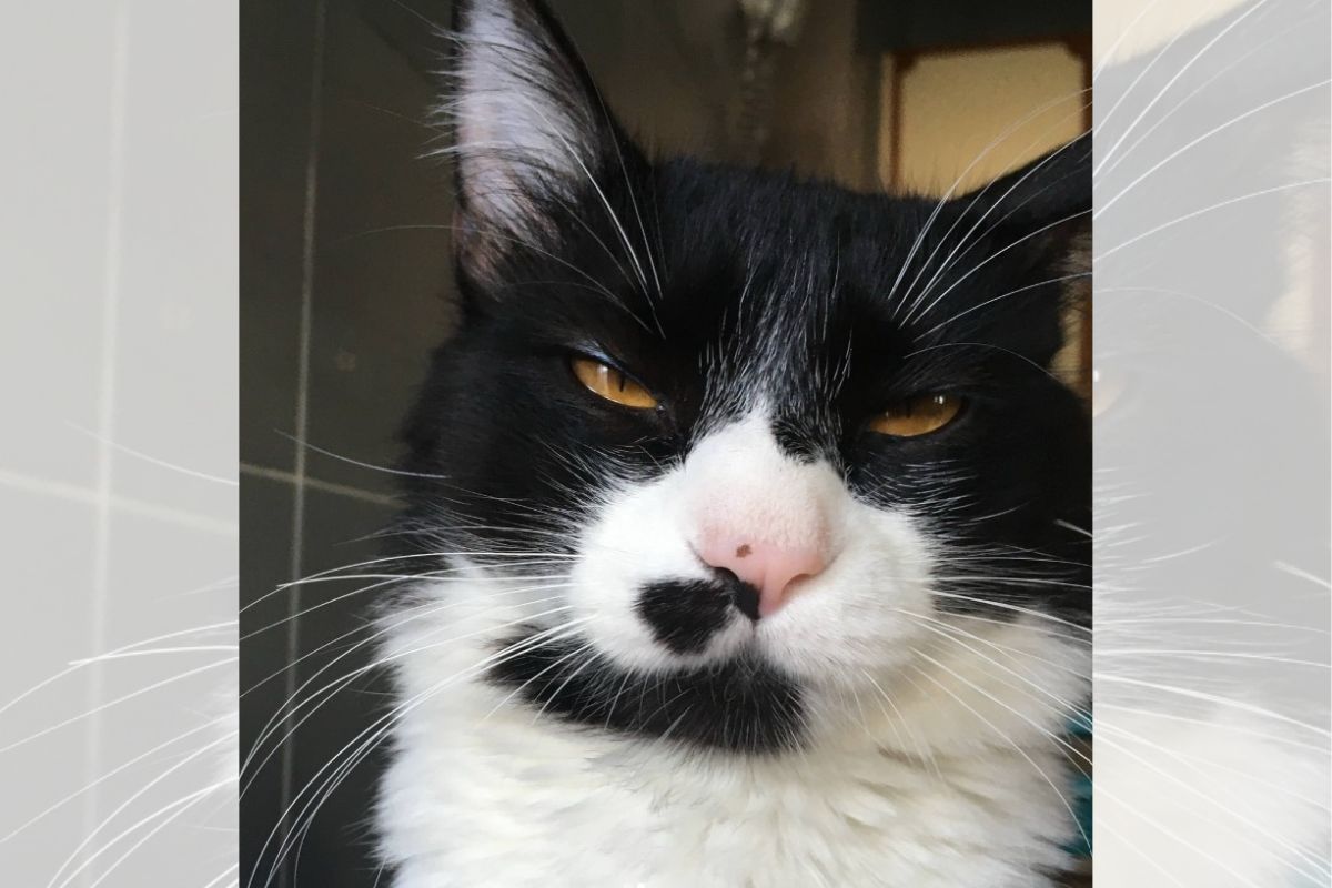 Frajolito, o gato influencer, disputa prêmio iBest 2025 e encanta web