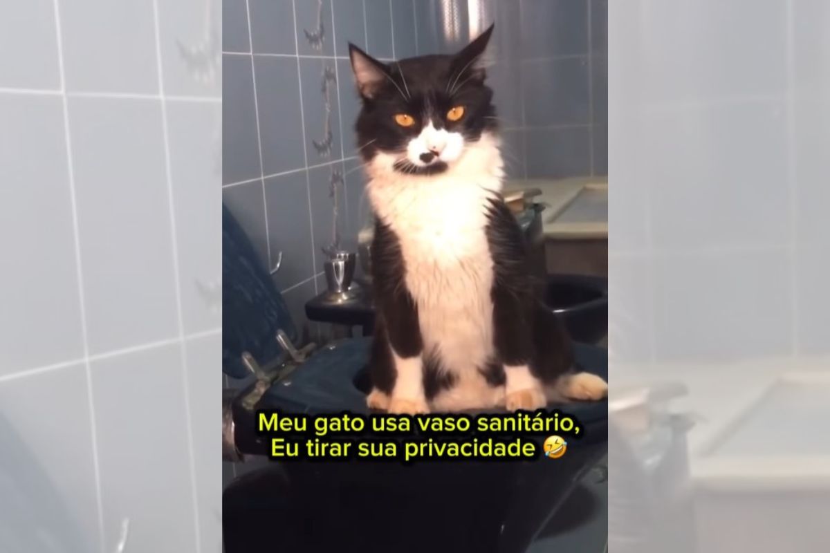 gato fazendo xixi no vaso