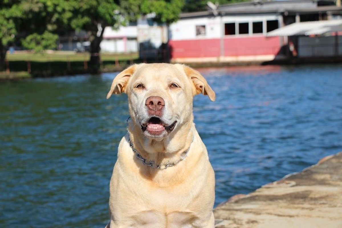 Morre Thor, labrador herói das buscas em Brumadinho, aos 12 anos