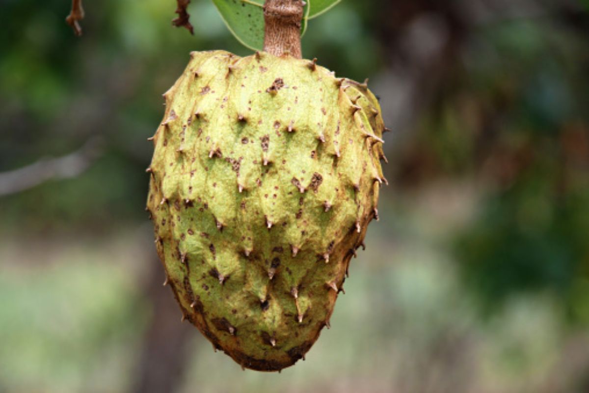 Fruta Marolo