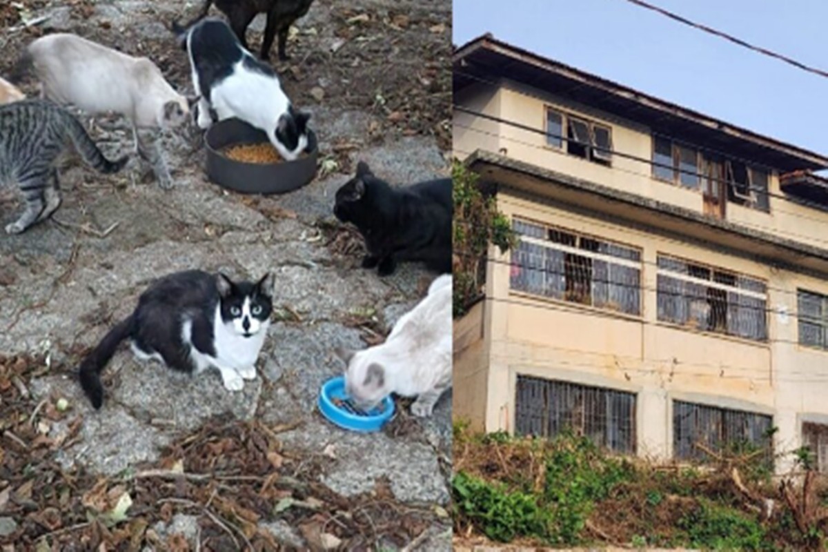Dono morre e 80 gatos ficam abandonados em casarão de Florianópolis