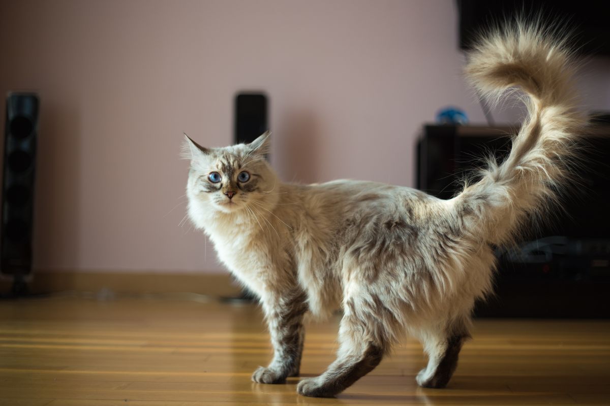 Gato com o rabo em pé