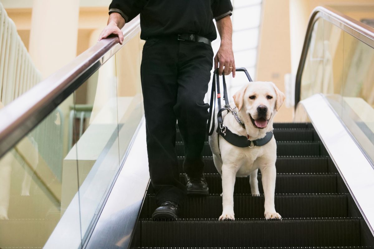Veterinária cita 4 cuidados que garantem autonomia e saúde do cão-guia
