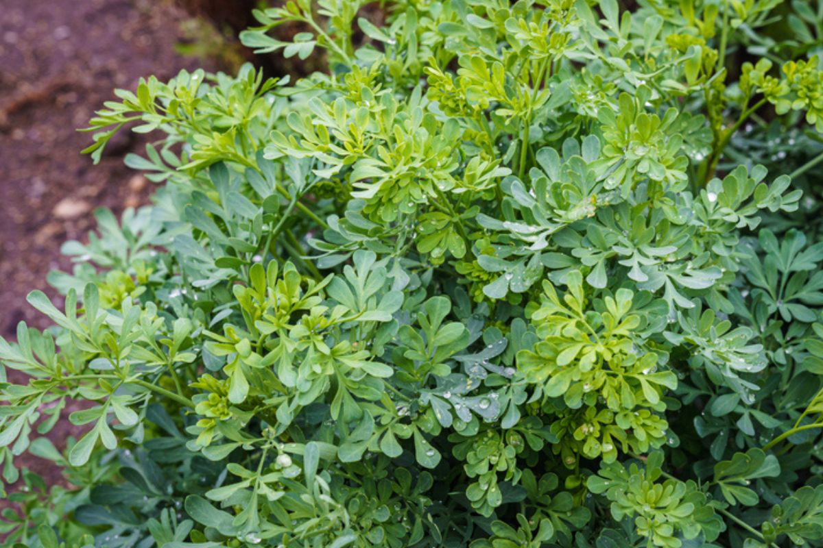 5 vegetação que ajudam a varar os escorpiões de sua vivenda.