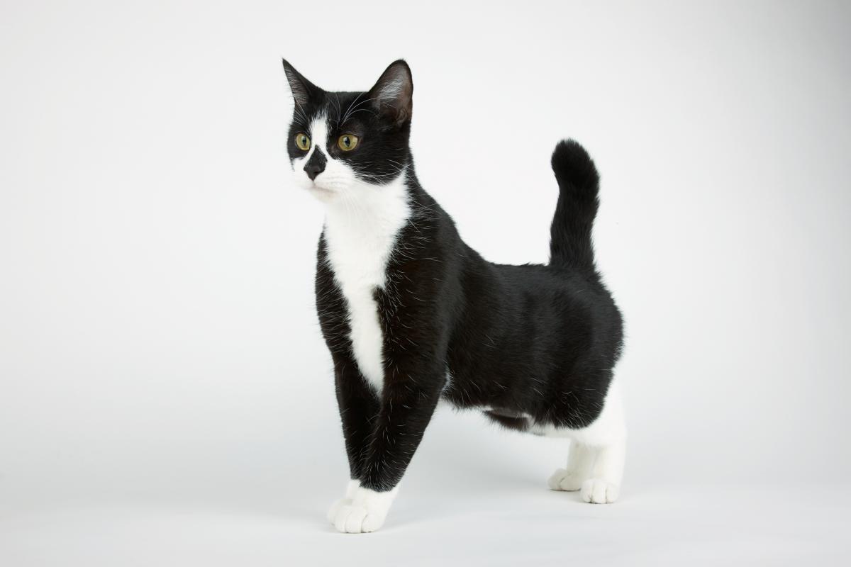 Na imagem com cor, foto de um gato frajola - metrópoles