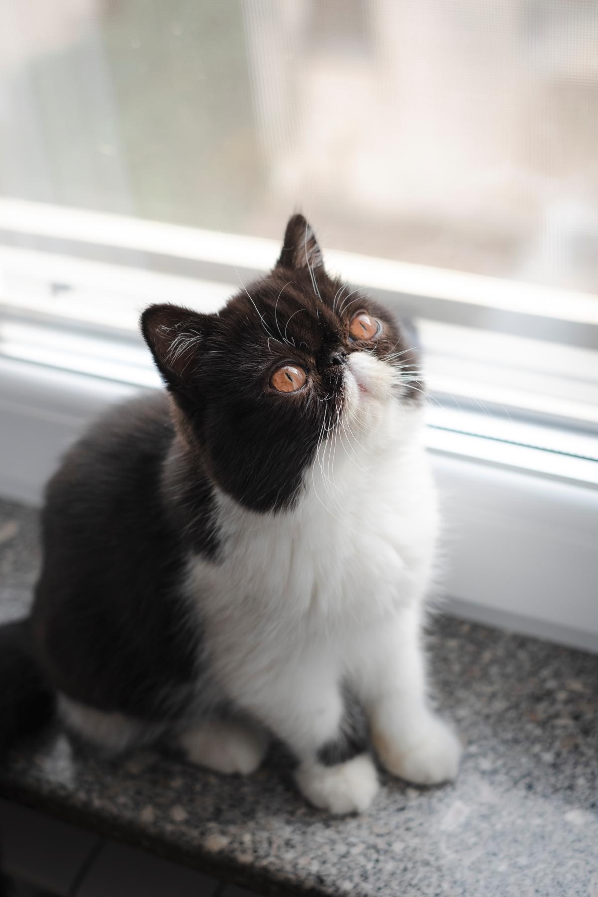 Na imagem com cor, foto de um gato frajola - metrópoles