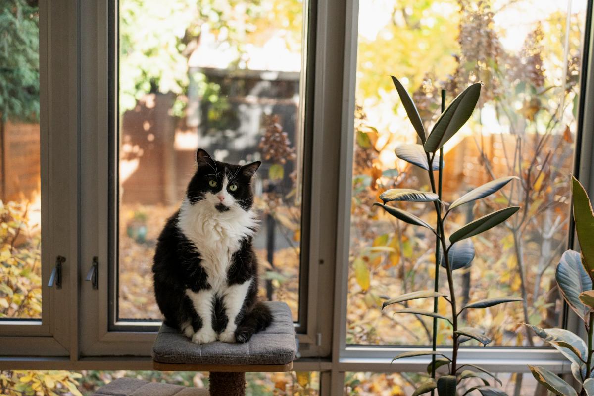 Na imagem com cor, foto de um gato frajola - metrópoles