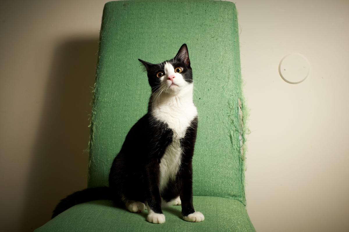 Na imagem com cor, foto de um gato frajola - metrópoles
