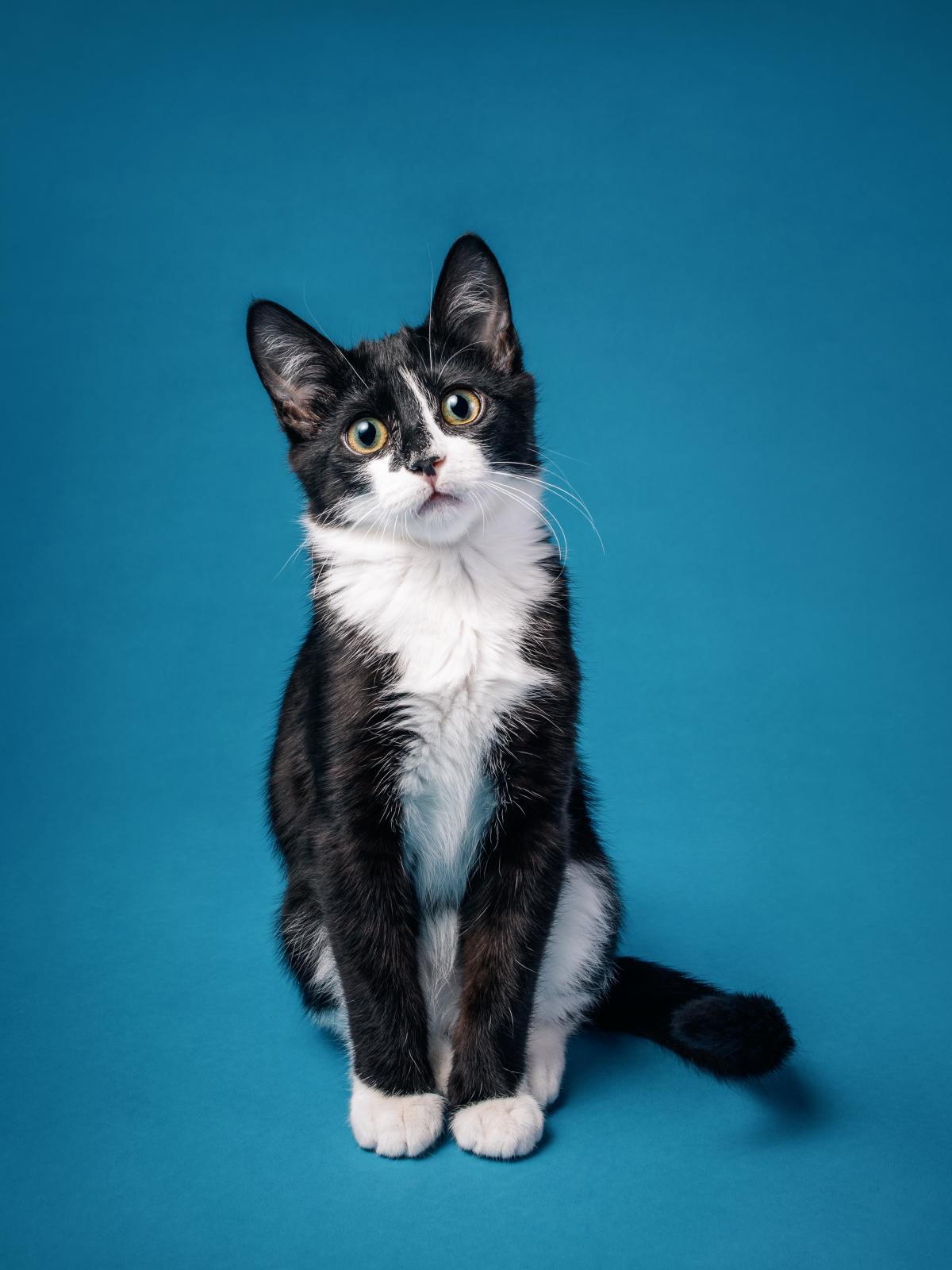 Na imagem com cor, foto de um gato frajola - metrópoles