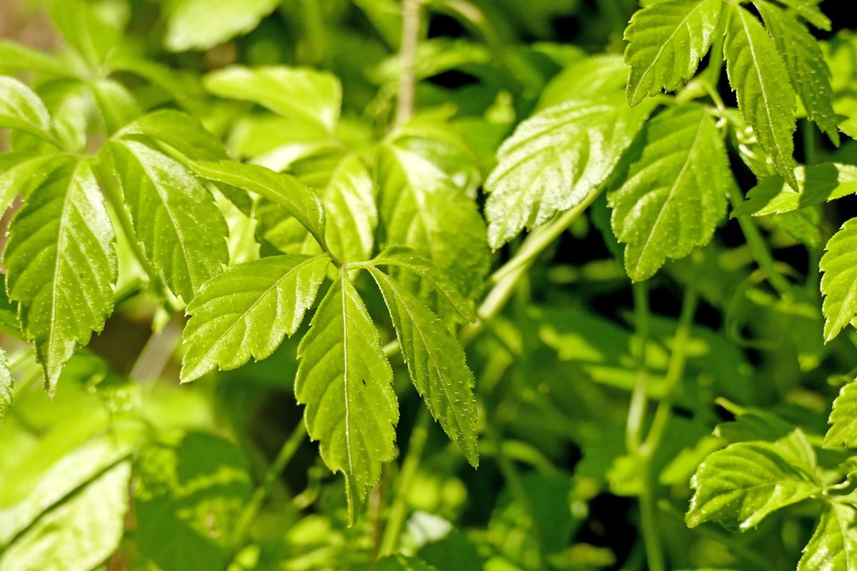 “Planta da imortalidade” protege coração e ajuda a controlar a glicose