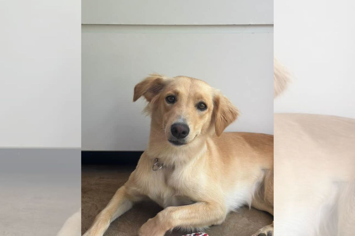 Foto da caramelo Shanti