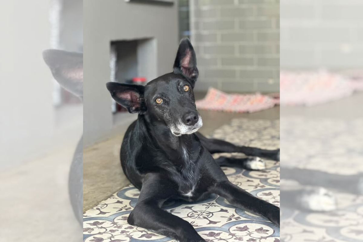 Foto do vira-lata Lupin