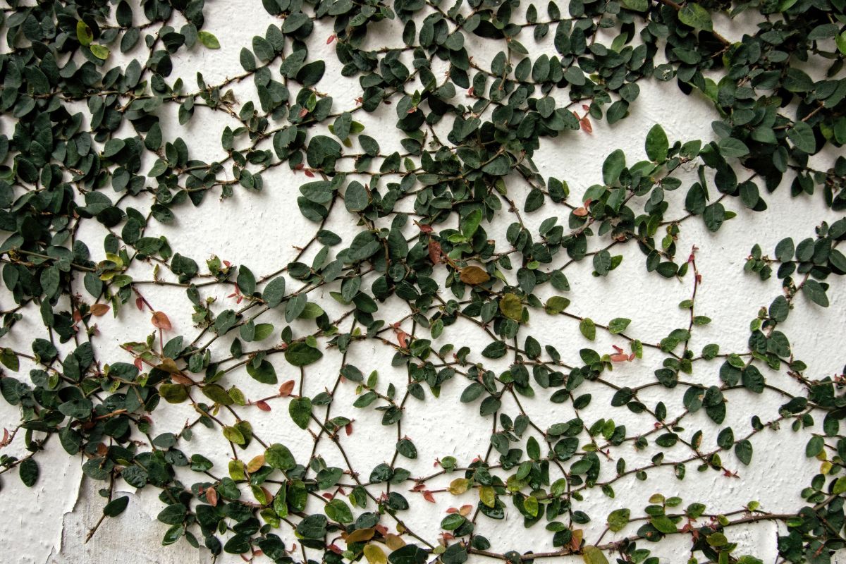 As vegetação que aliviam a dor nas articulações podem ser cultivadas em vivenda.