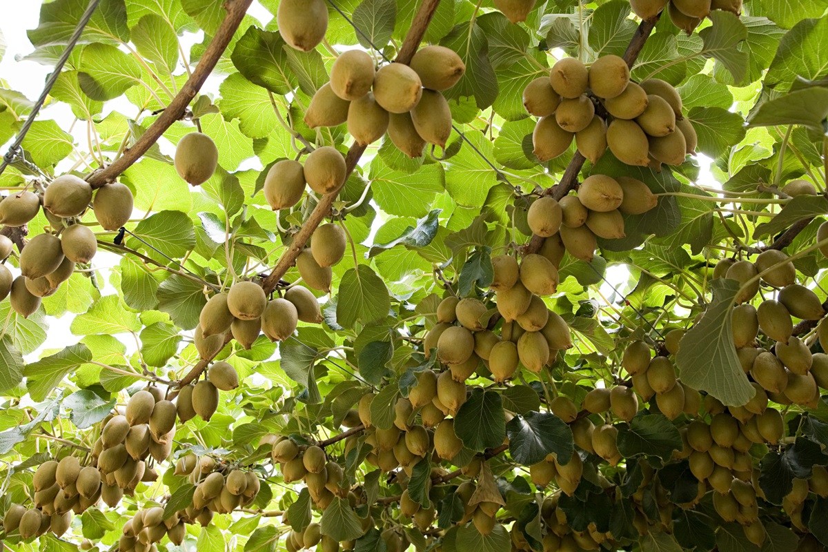Saiba como plantar fruta que protege o coração e fortalece os ossos