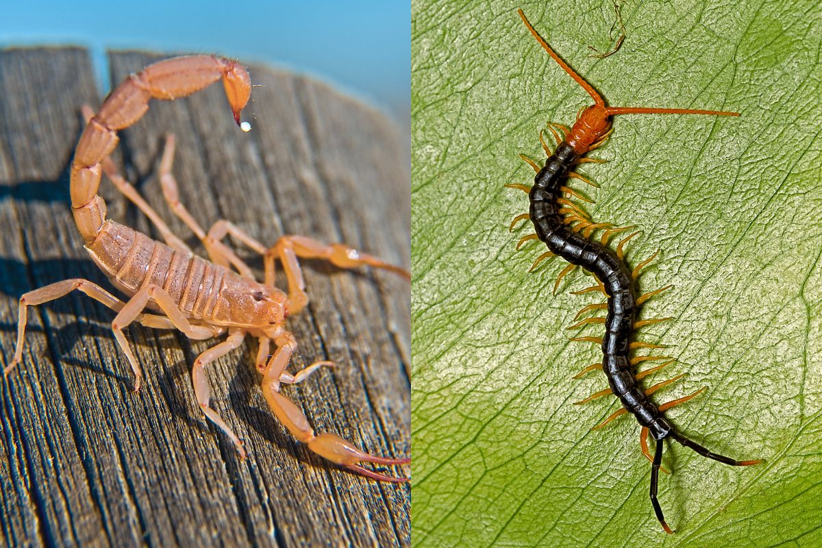 venomous animals