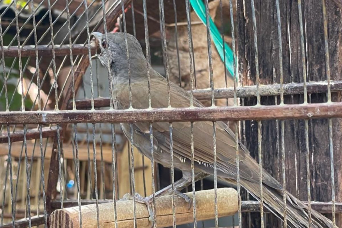 De sargento a sabiá: homem é multado por ter aves em cativeiro. Vídeo