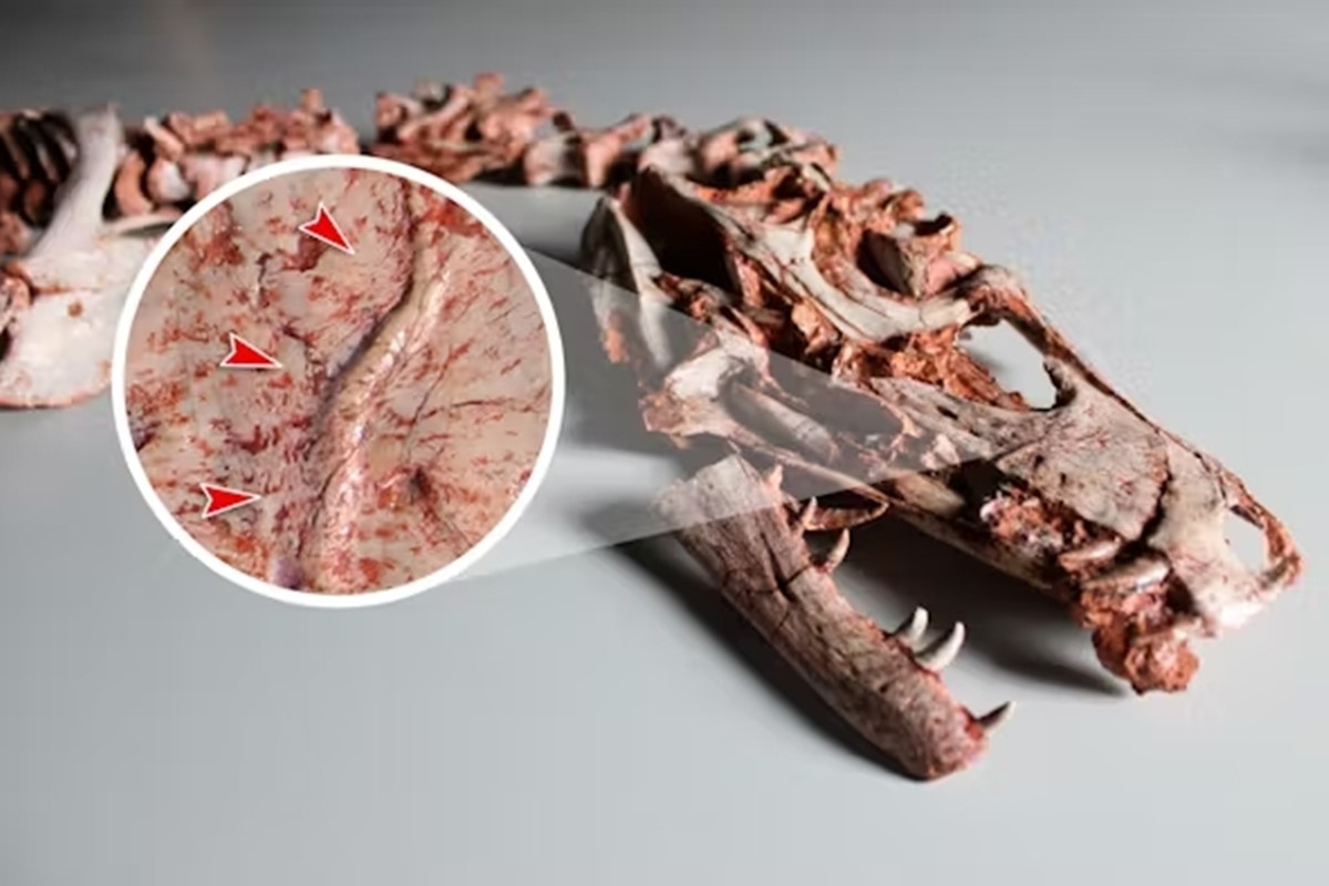 Imagem colorida de marca de mordida de dinossauro - Metrópoles
