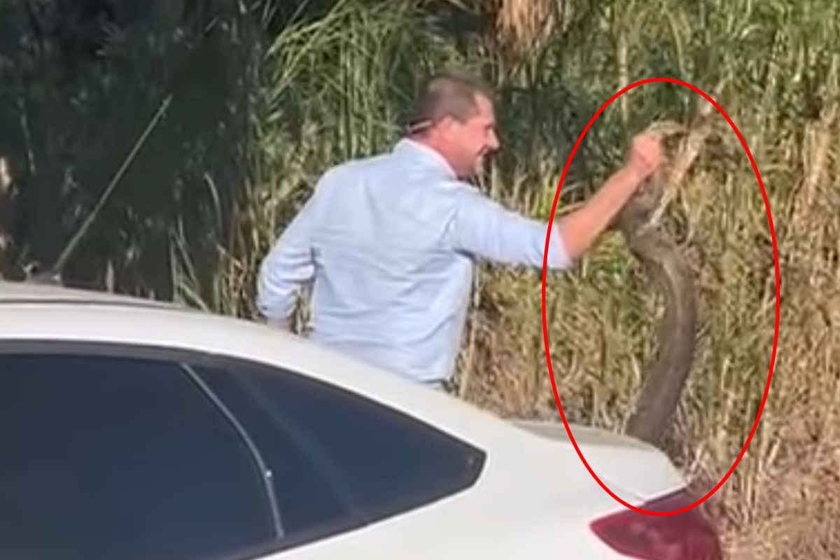 Vídeo: prefeito captura jiboia com as mãos em rua de Goiânia