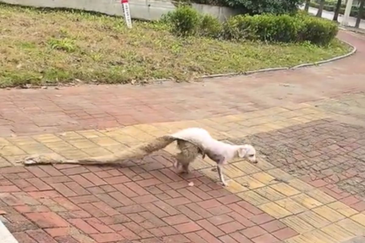 Imagem colorida de cachorro com metade da pelagem raspada