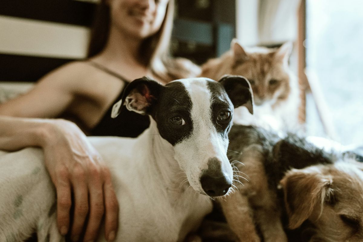 Estudo: ter gato ou cachorro pode aumentar capacidade cerebral humana