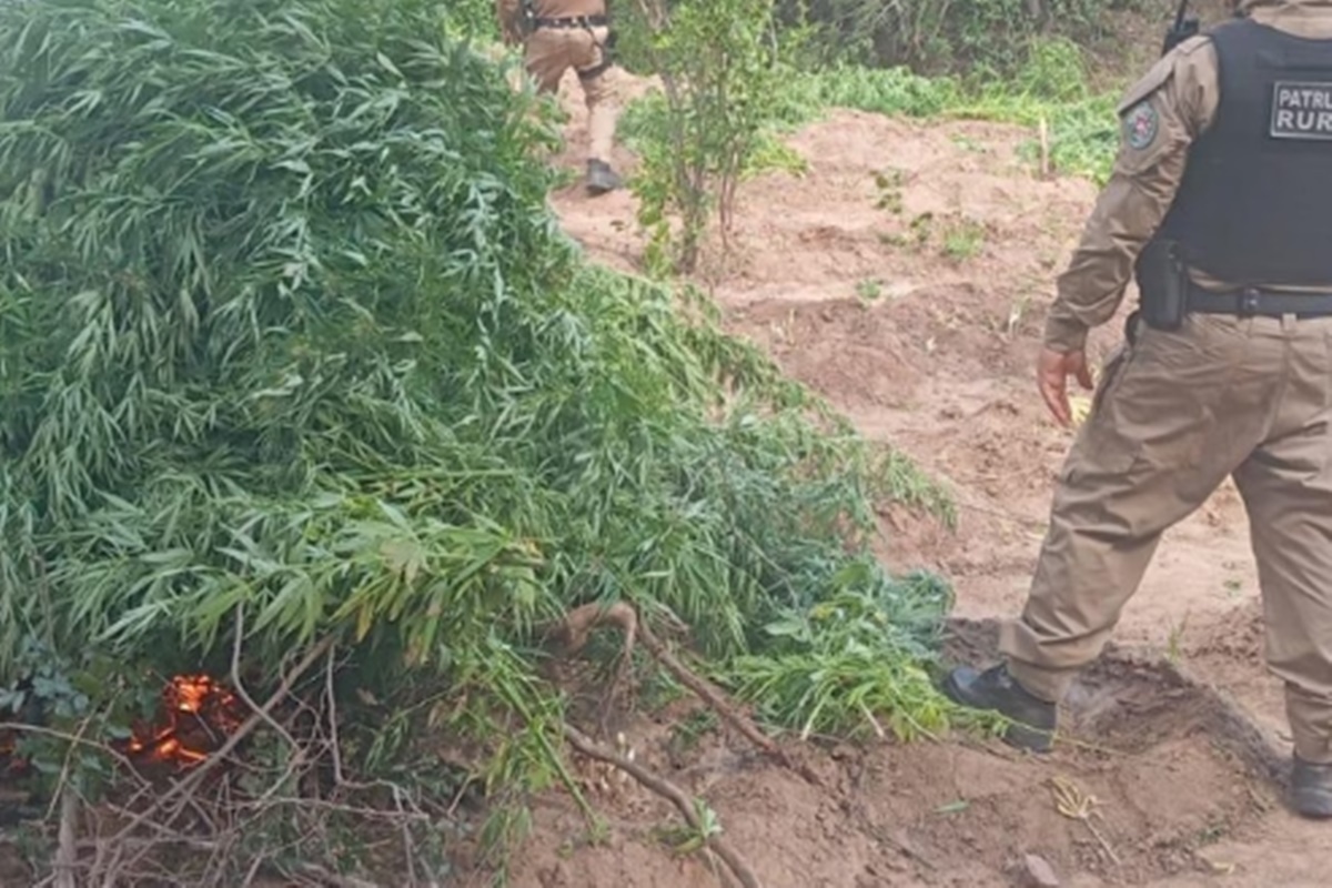 PM incinera quase 10 mil pés de maconha no sertão da Paraíba