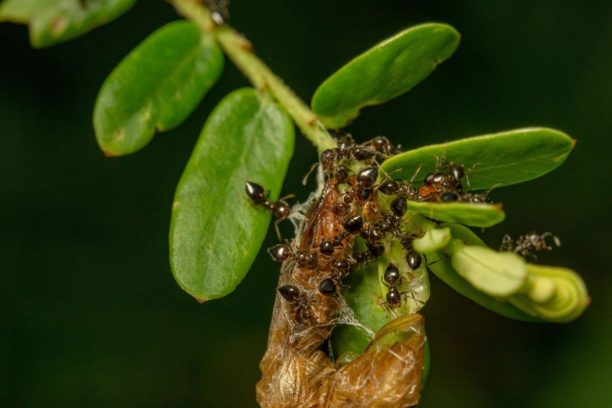 foto colorida de formigas em uma planta
